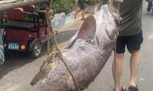海口一渔民捕获巨型石斑鱼，目击者：个头跟猪差不多，要几个人抬着走