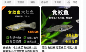 应对基孔肯雅热！佛山两公园5200尾灭蚊鱼“上岗”，研究称一尾饥饿的鱼一天能捕食438条蚊幼虫