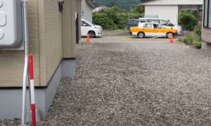 日本北海道一头熊当街猎杀活鹿：鹿被撕扯颈部发出哀鸣；交通一度瘫痪，有路人下车拍摄，现场视频曝光
